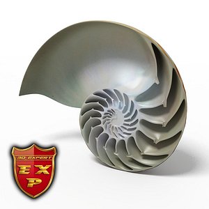 Seashell Nautilus sliced