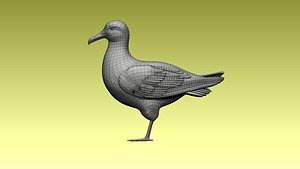 Seagull 3D model