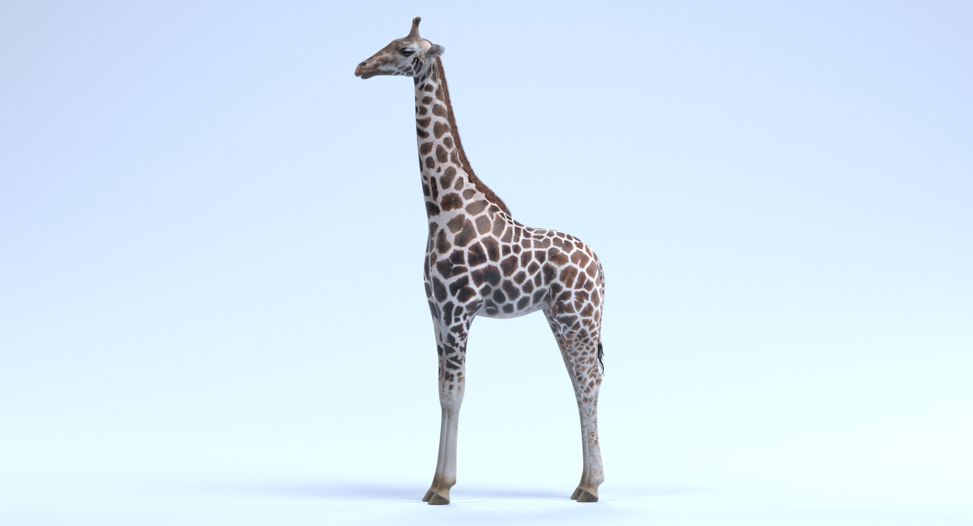 rothschild s giraffe 3D model https://p.turbosquid.com/ts-thumb/lI/LXZzFe/22OOIEU3/giraffef/png/1510052401/1920x1080/fit_q87/989a256a0dacdcbc18f5890c8d757e0dcb59d253/giraffef.jpg