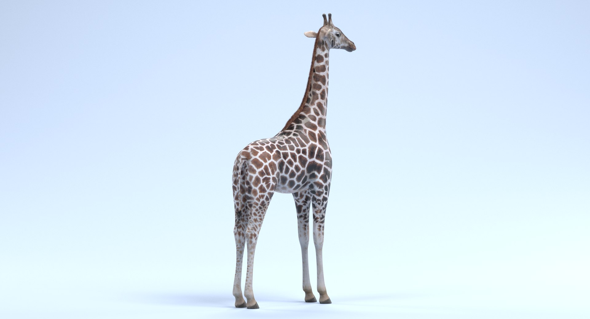 rothschild s giraffe 3D model https://p.turbosquid.com/ts-thumb/lI/LXZzFe/4fTSb3gP/giraffed/png/1510052401/1920x1080/fit_q87/f18b64ff485bd74562c920115f6eec99cadc2bad/giraffed.jpg
