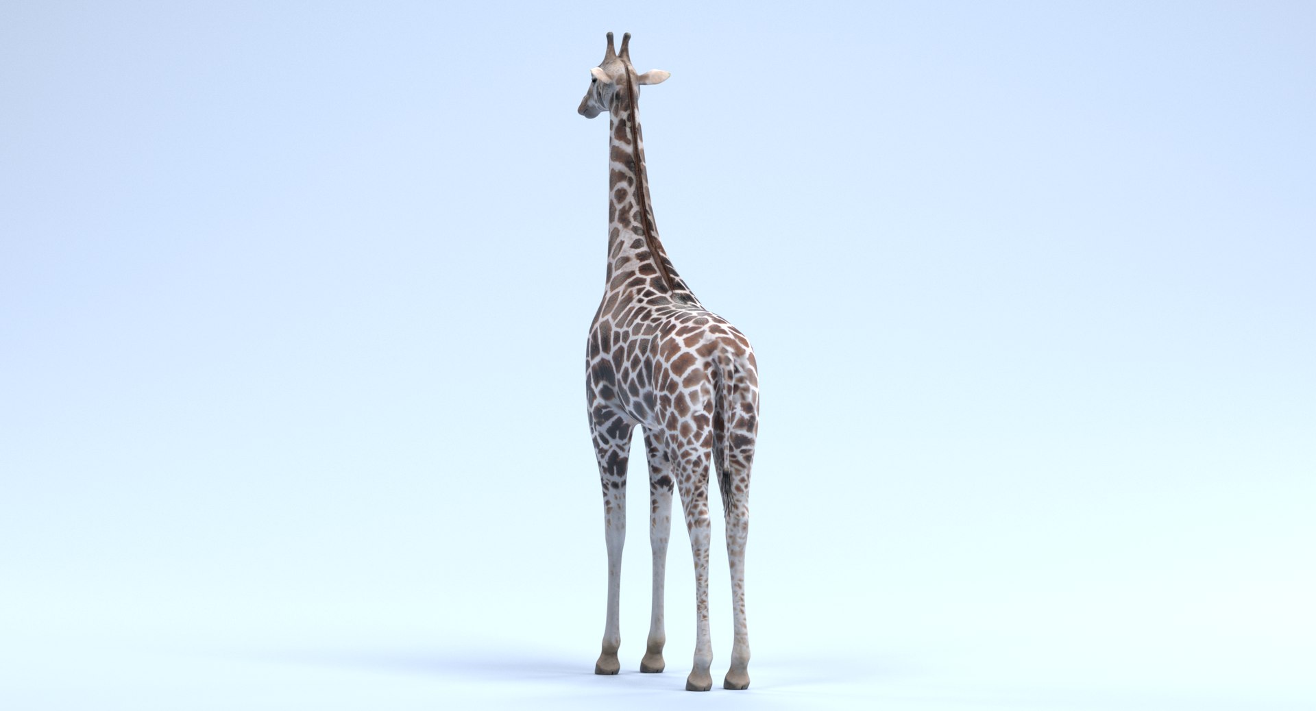 rothschild s giraffe 3D model https://p.turbosquid.com/ts-thumb/lI/LXZzFe/5rzAglOH/giraffee/png/1510052401/1920x1080/fit_q87/65a5a444492e6f56ccf85a419ed62b1cc338d934/giraffee.jpg