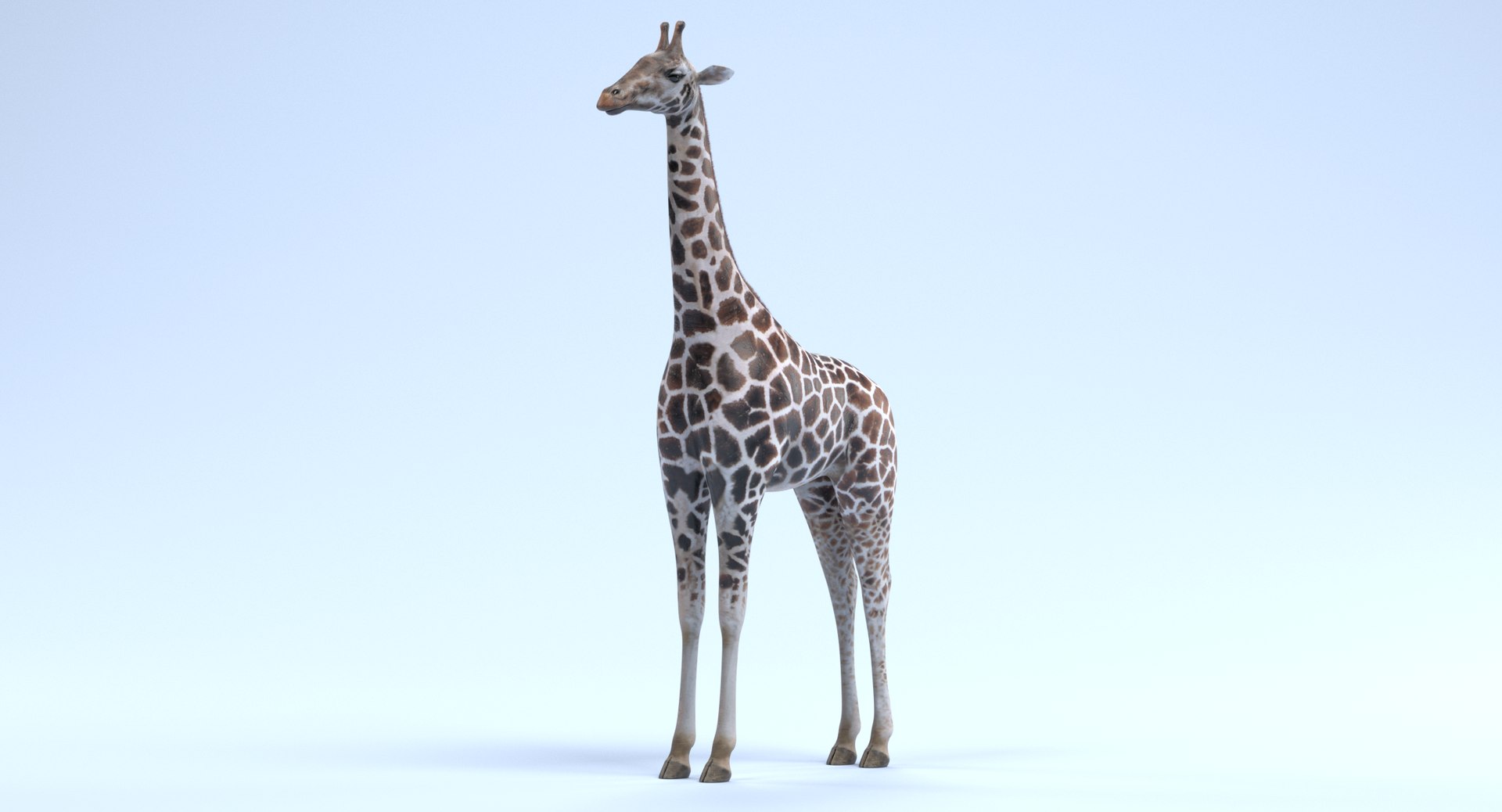 rothschild s giraffe 3D model https://p.turbosquid.com/ts-thumb/lI/LXZzFe/VrH1rWLK/giraffeg/png/1510052401/1920x1080/fit_q87/98be58cf8055122a821bcf08207d786d7b49e2a9/giraffeg.jpg