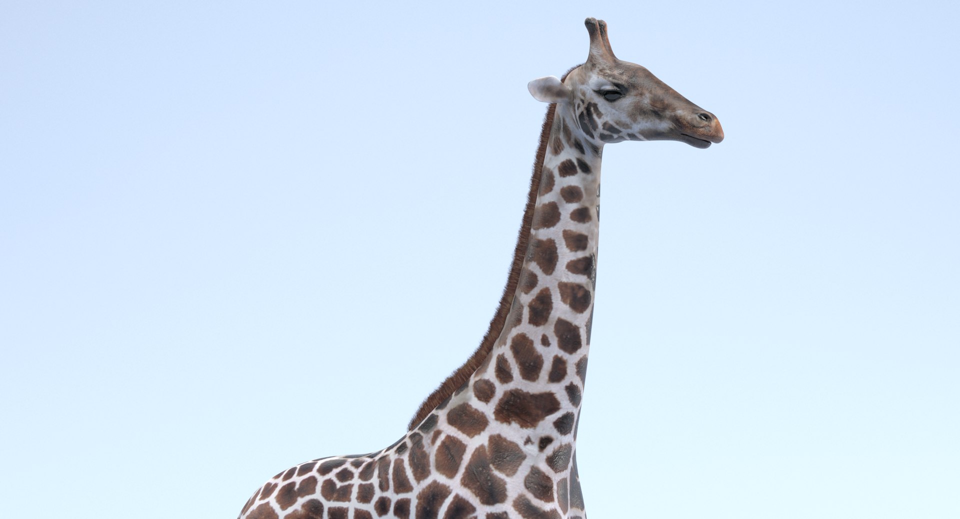 rothschild s giraffe 3D model https://p.turbosquid.com/ts-thumb/lI/LXZzFe/fh2Xsp6F/giraffeh/png/1510052401/1920x1080/fit_q87/02d185c1b370bd0627252498230778a2faefed07/giraffeh.jpg