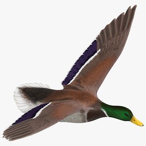 Flying Duck