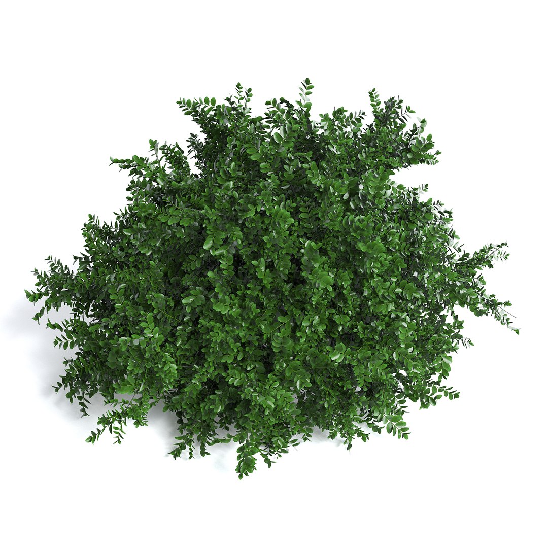 3D Common Box Shrub I - TurboSquid 1976660
