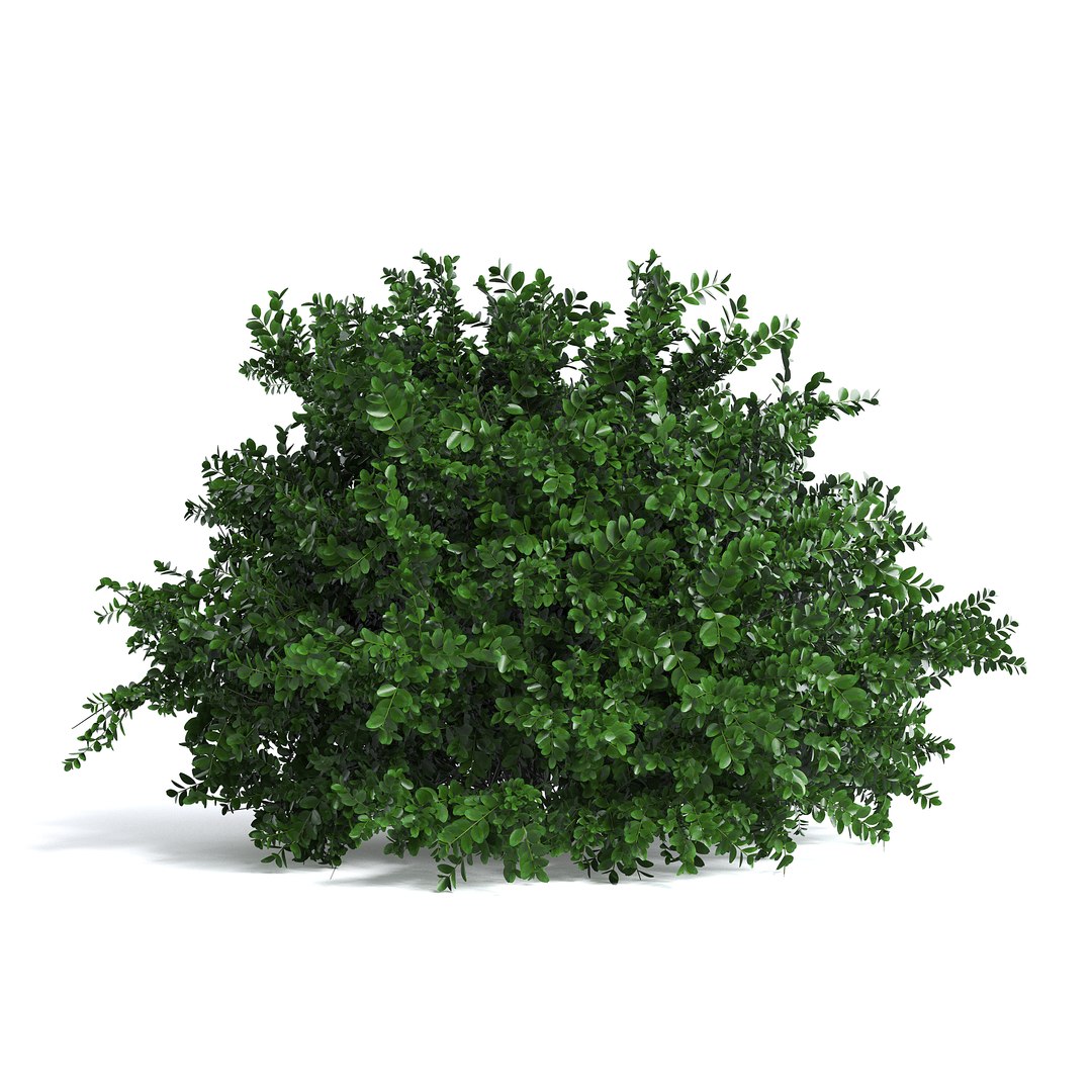 3D Common Box Shrub I - TurboSquid 1976660