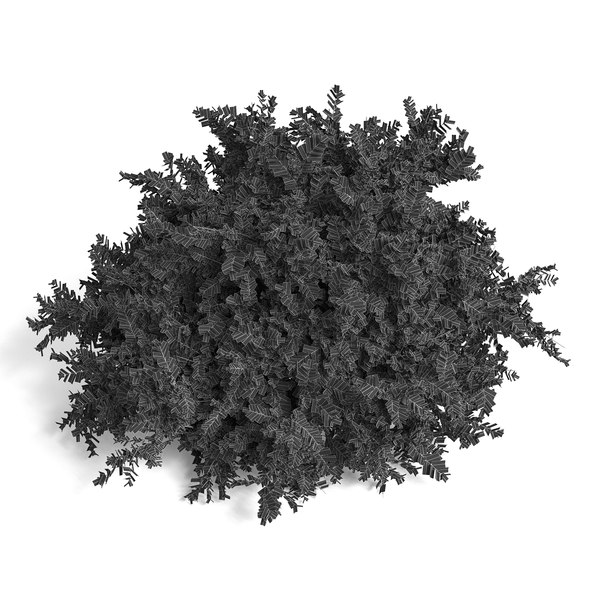 modelo 3d Common Box Shrub I - TurboSquid 1976660