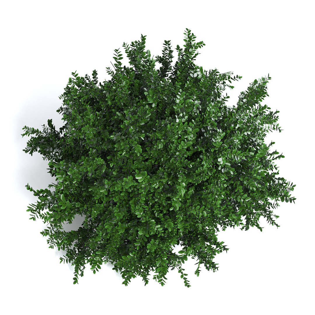 3D Common Box Shrub I - TurboSquid 1976660