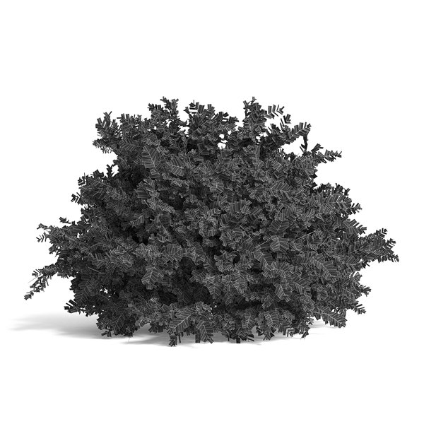 modelo 3d Common Box Shrub I - TurboSquid 1976660