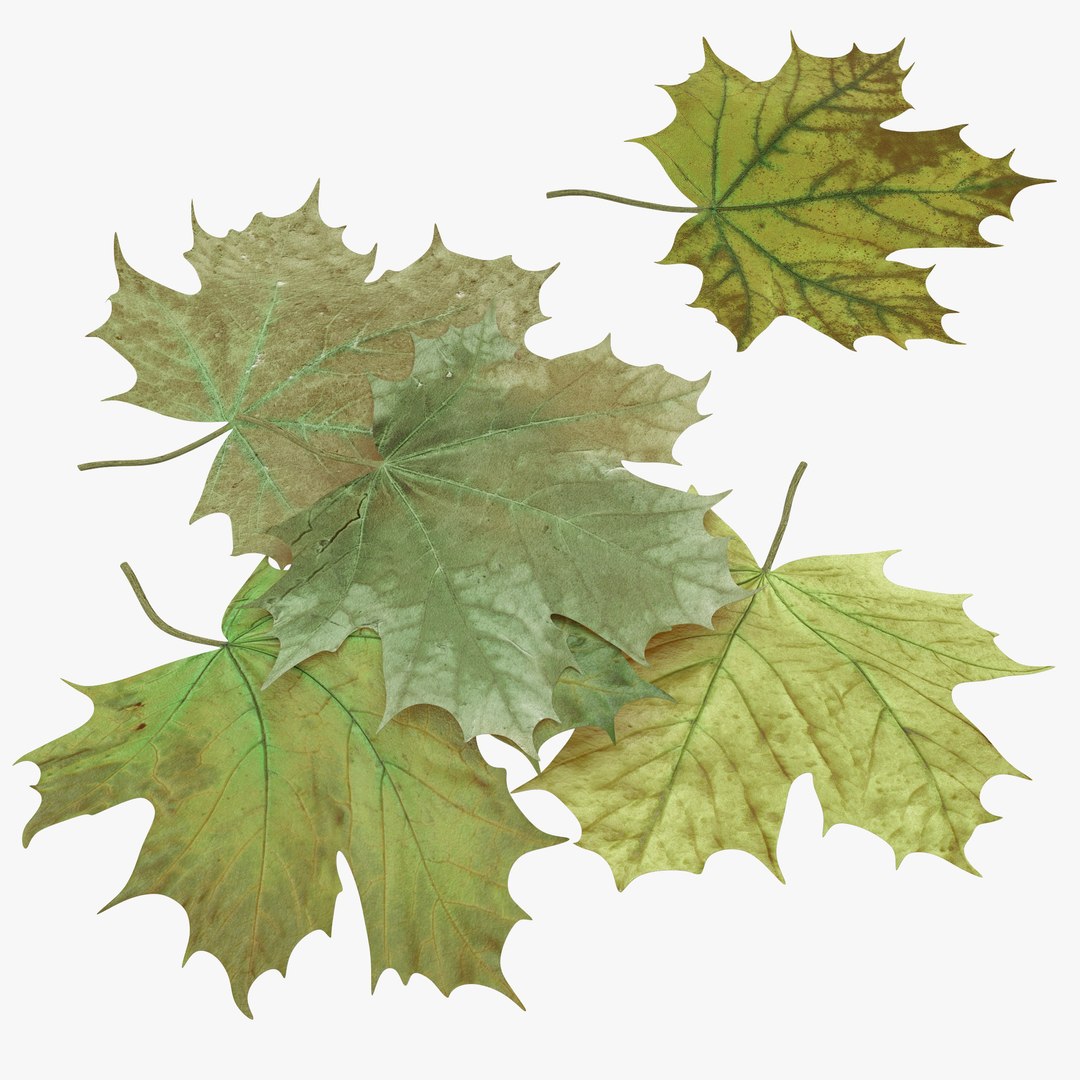 Green Maple Leaves 3D model preview
