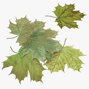 Green Maple Leaves