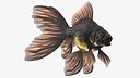 Black Moor Goldfish
