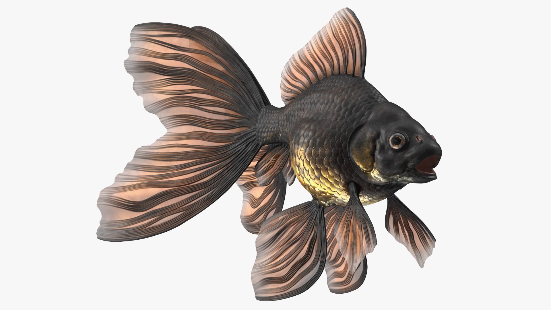 Aquarium Fish Collection 2 3D model https://p.turbosquid.com/ts-thumb/lI/kWvQFm/b0/blackmoorgoldfishc4dmodel001/jpg/1789925148/1920x1080/fit_q87/2c7f82a2765b1745e1a51399e818f52e73316e28/blackmoorgoldfishc4dmodel001.jpg