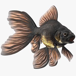 Black Moor Goldfish model
