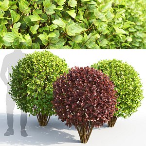 Physocarpus 03