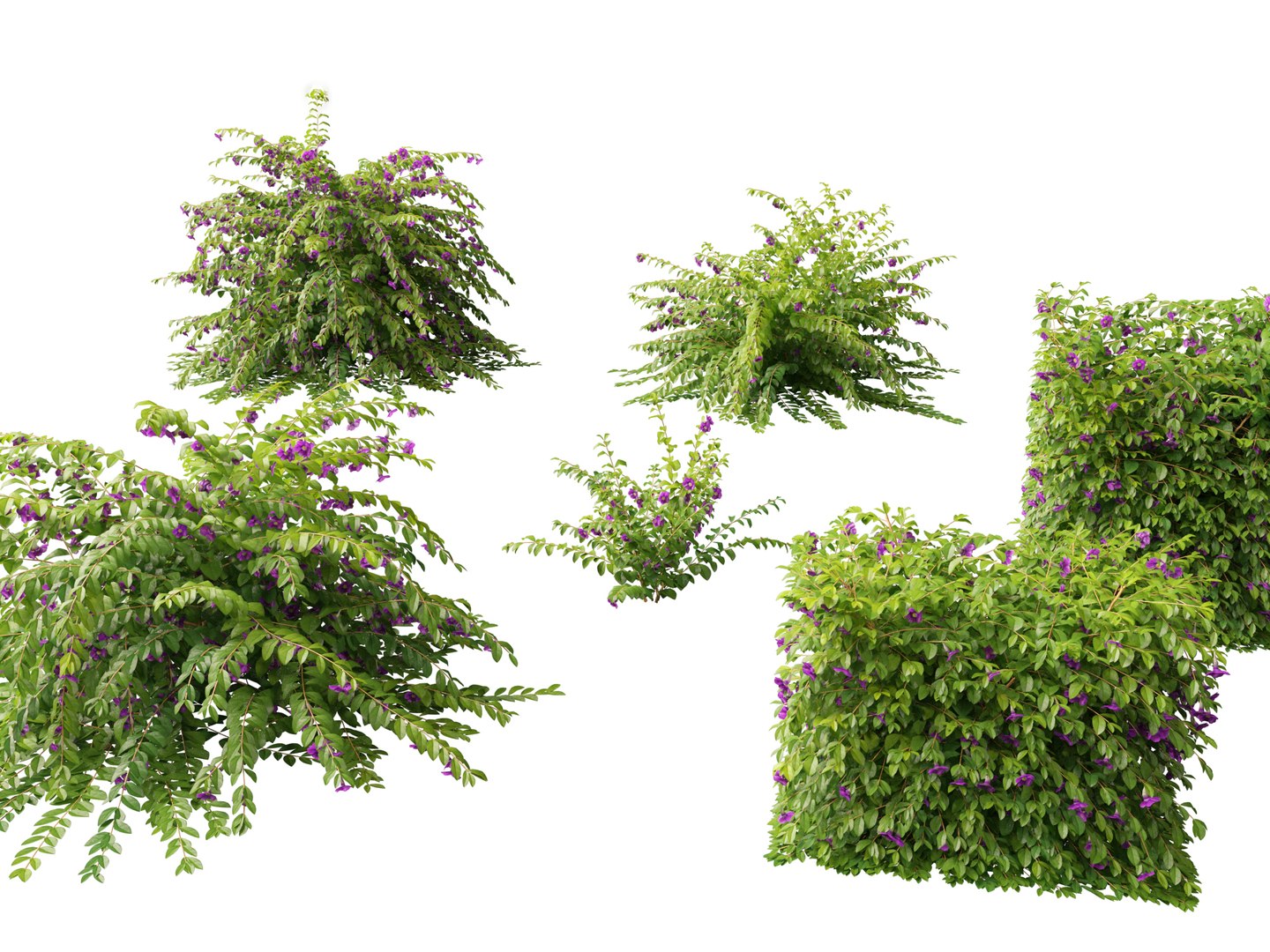 3D Thunbergia erecta - Bush Clock Vine https://p.turbosquid.com/ts-thumb/lI/n7uoSZ/7D/thunbergiaerecta017/jpg/1728657364/1920x1080/fit_q87/398360673d2a26c2ee483dad6e09c3d669ff2bae/thunbergiaerecta017.jpg