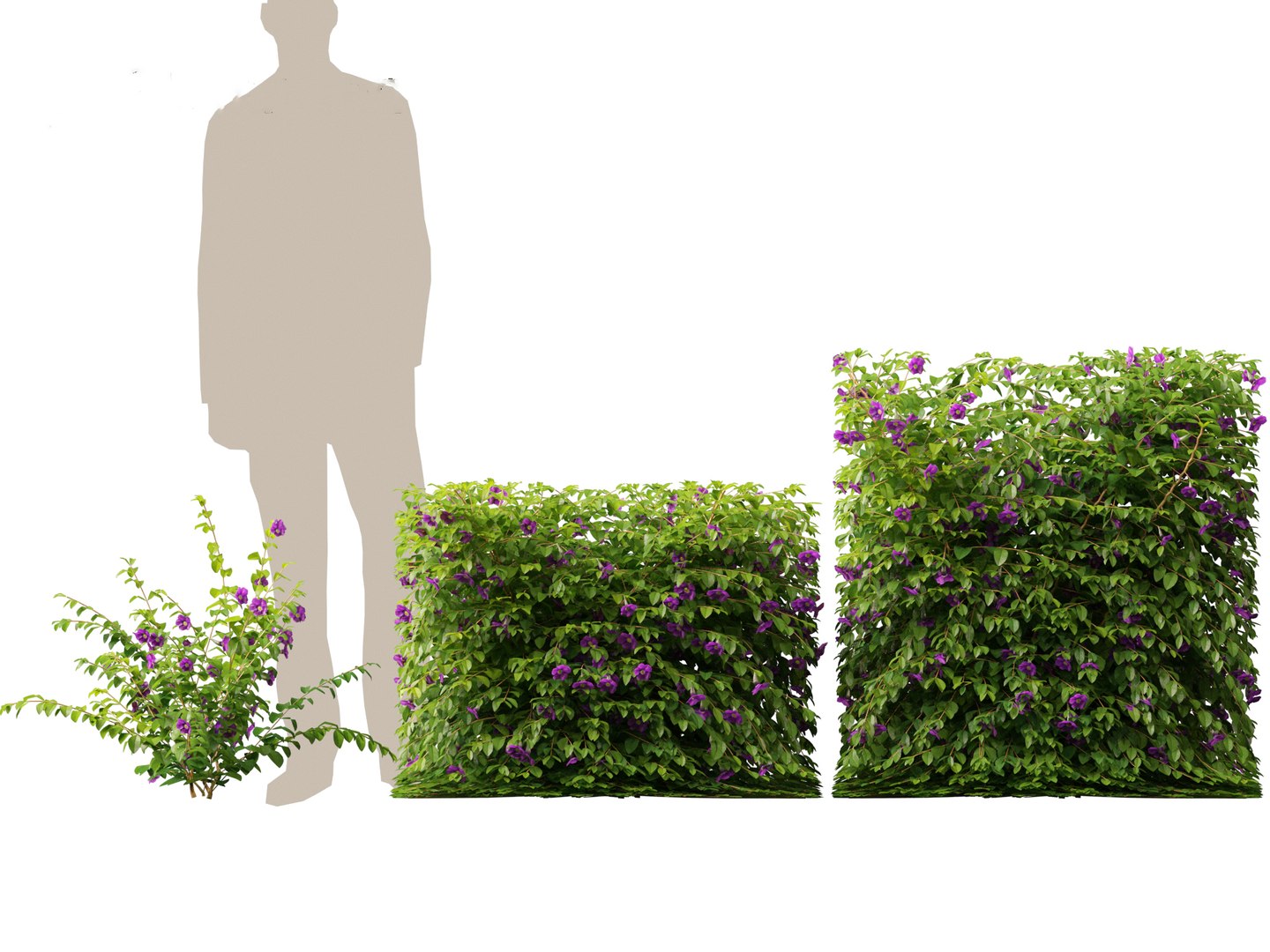 3D Thunbergia erecta - Bush Clock Vine https://p.turbosquid.com/ts-thumb/lI/n7uoSZ/82/thunbergiaerecta015/jpg/1728657360/1920x1080/fit_q87/2e58bf9ae617307c18ffb90125b2dfb39de59300/thunbergiaerecta015.jpg