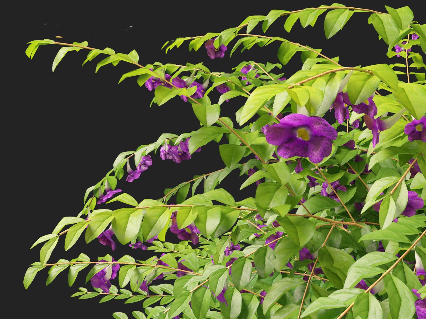 3D Thunbergia erecta - Bush Clock Vine https://p.turbosquid.com/ts-thumb/lI/n7uoSZ/Jh/thunbergiaerecta0110/jpg/1728657370/1920x1080/fit_q87/184605d148a3a9357d669cec71db3e821423966b/thunbergiaerecta0110.jpg