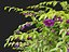 Thunbergia erecta - 부시 시계 포도나무
