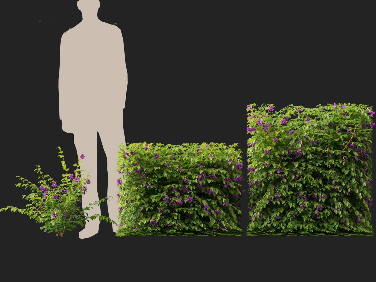 3D Thunbergia erecta - Bush Clock Vine https://p.turbosquid.com/ts-thumb/lI/n7uoSZ/Ki/thunbergiaerecta016/jpg/1728657361/1920x1080/fit_q87/010cf66c3cb1def4c820a8a7909c8e3bb27b7a97/thunbergiaerecta016.jpg