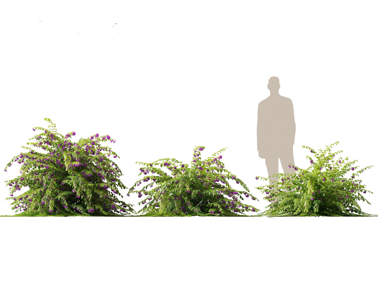 3D Thunbergia erecta - Bush Clock Vine https://p.turbosquid.com/ts-thumb/lI/n7uoSZ/eA/thunbergiaerecta013/jpg/1728657357/1920x1080/fit_q87/948bd52a48365216852c3c5c1a342cb13a13f372/thunbergiaerecta013.jpg