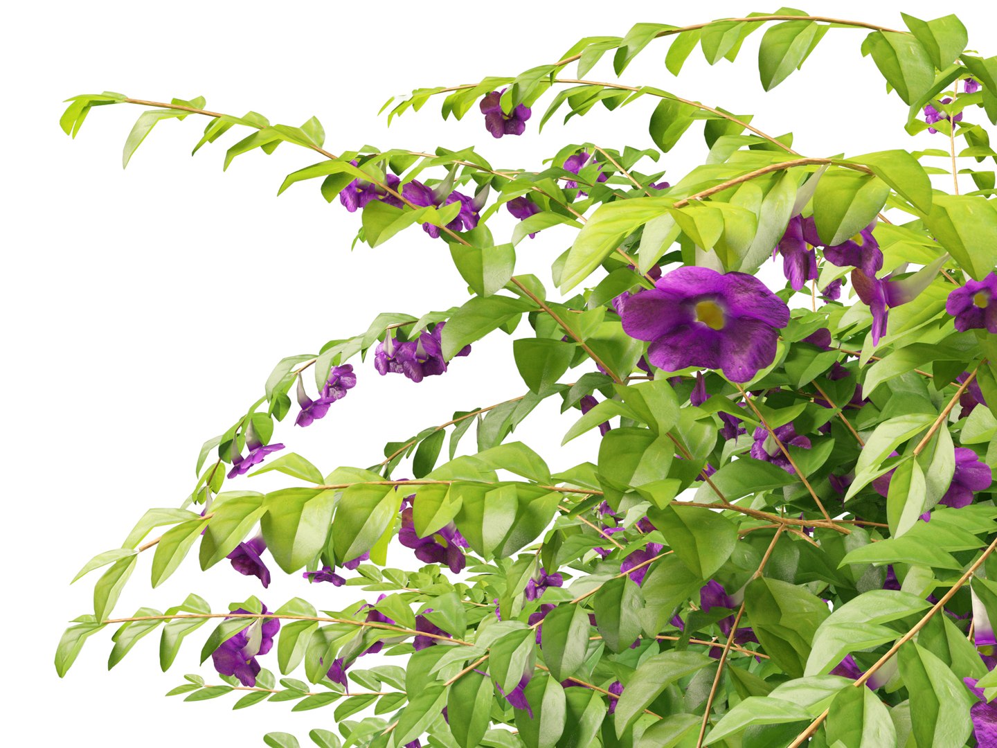 3D Thunbergia erecta - Bush Clock Vine https://p.turbosquid.com/ts-thumb/lI/n7uoSZ/kn/thunbergiaerecta019/jpg/1728657367/1920x1080/fit_q87/7f3f1db00988302b636c5fd9f0ba30fb8d421c2a/thunbergiaerecta019.jpg