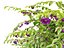 Thunbergia erecta - 부시 시계 포도나무