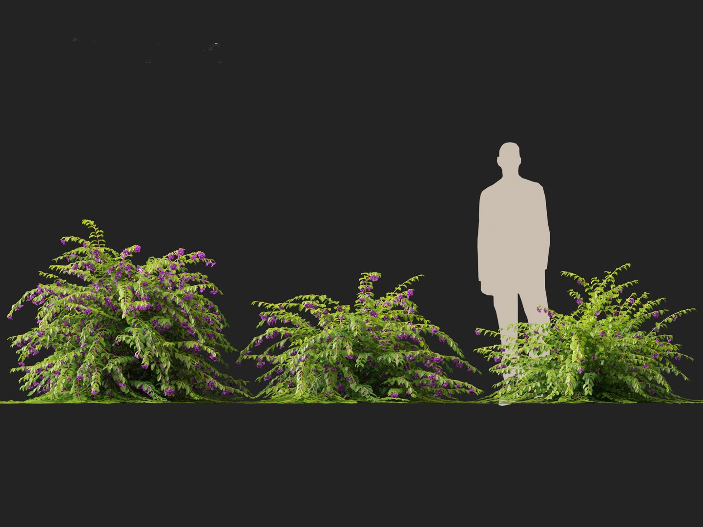 3D Thunbergia erecta - Bush Clock Vine https://p.turbosquid.com/ts-thumb/lI/n7uoSZ/lE/thunbergiaerecta014/jpg/1728657357/1920x1080/fit_q87/2406a35551033ab6872c59ae1f2690bfb65dd8b6/thunbergiaerecta014.jpg