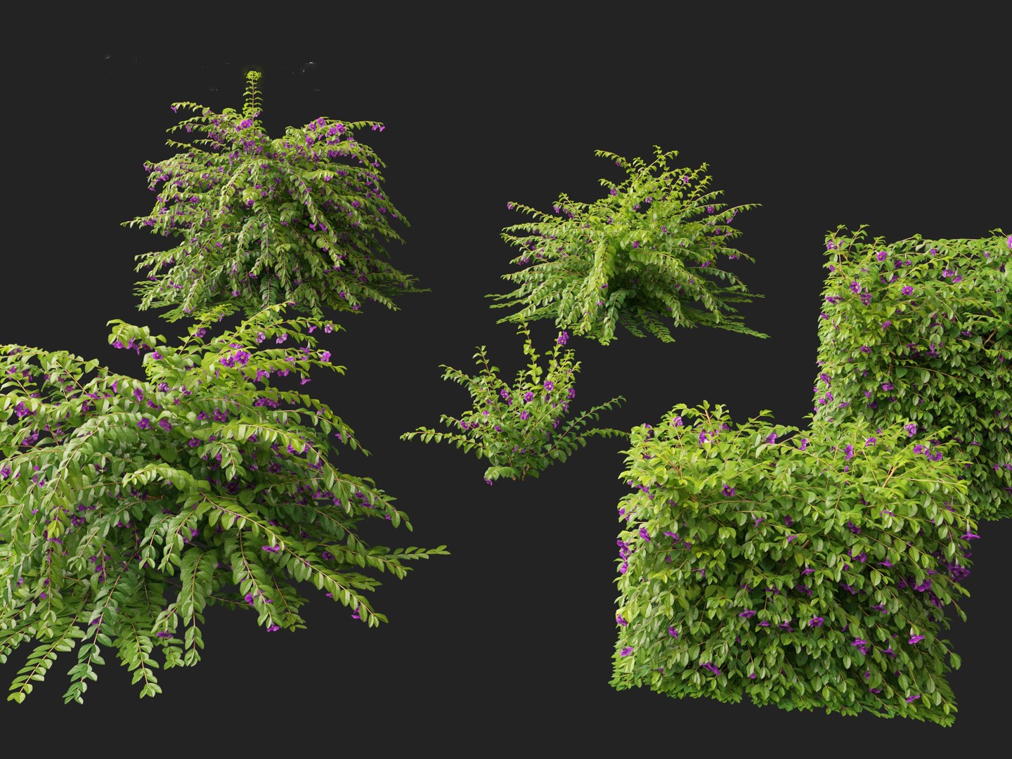 3D Thunbergia erecta - Bush Clock Vine https://p.turbosquid.com/ts-thumb/lI/n7uoSZ/uy/thunbergiaerecta018/jpg/1728657366/1920x1080/fit_q87/7eb8a778076347a434f5772ed0fc14ed08d808b8/thunbergiaerecta018.jpg