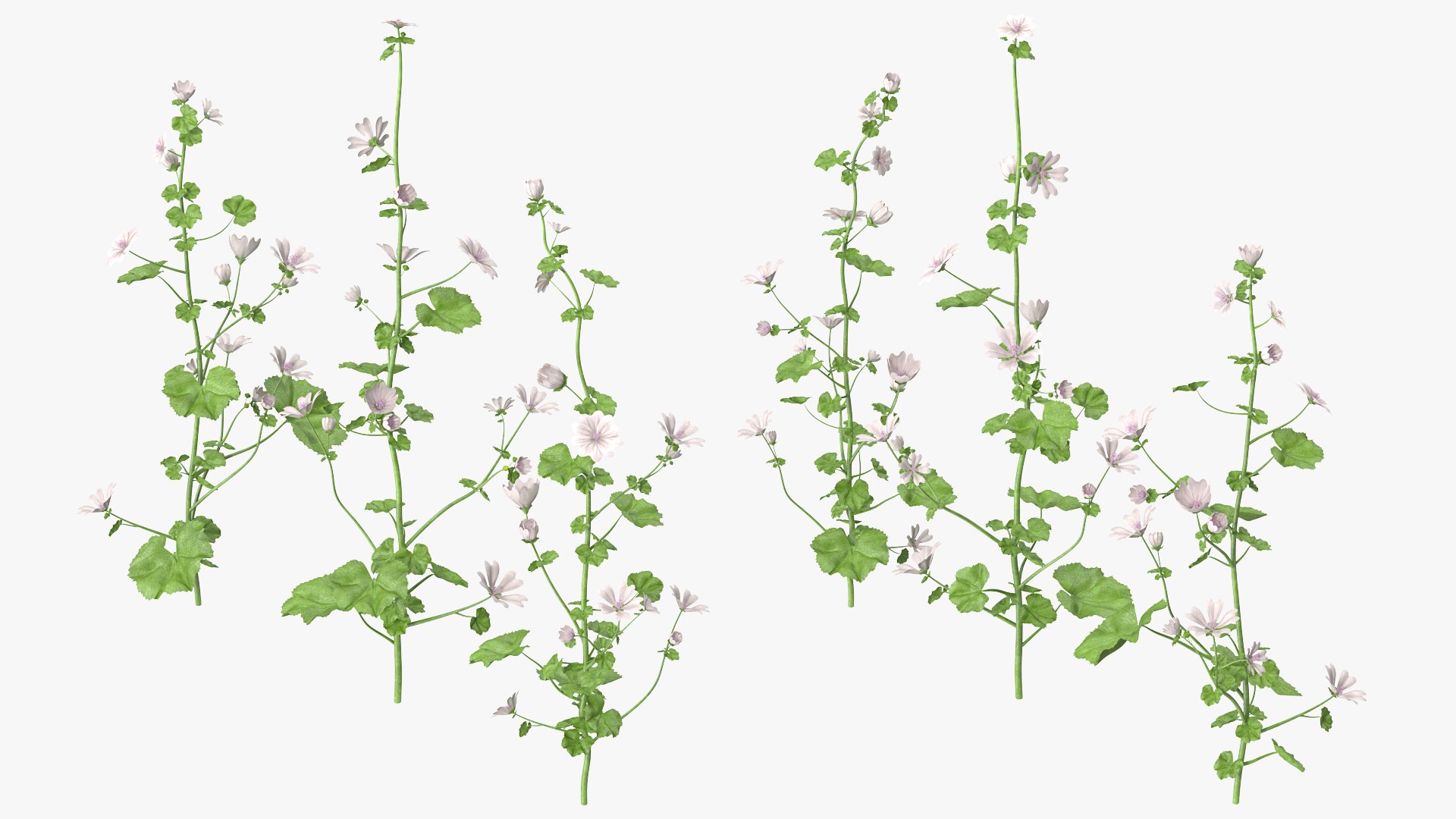 Wild Mallow Plants Set 3D model preview