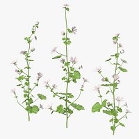 Wild Mallow Plants Set