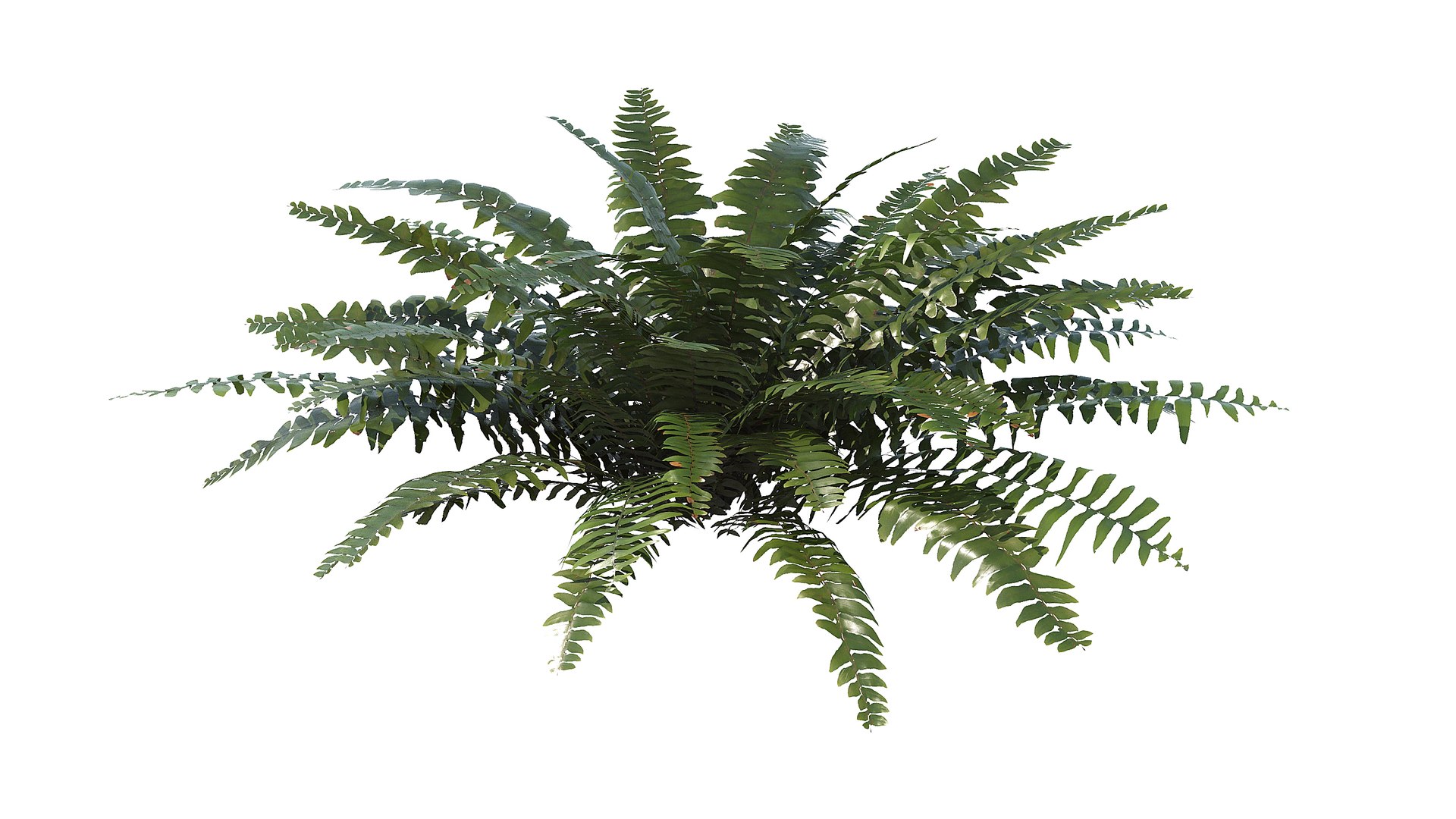 Sword Fern 02 3D model https://p.turbosquid.com/ts-thumb/lI/yo7nZY/Tf/a_0015/jpg/1748857805/1920x1080/fit_q87/f2a90e9e7f97a2bcebd461c4f8edfe1b036b8b46/a_0015.jpg
