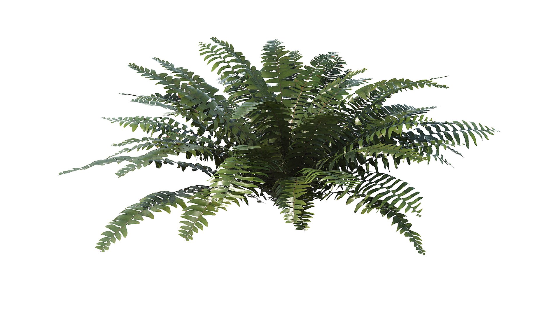 Sword Fern 02 3D model https://p.turbosquid.com/ts-thumb/lI/yo7nZY/V2/a_0006/jpg/1748857804/1920x1080/fit_q87/edc826c4e8f56bf02c1d59dc01ee6d7706f1ade4/a_0006.jpg