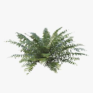 Sword Fern 02 3D model