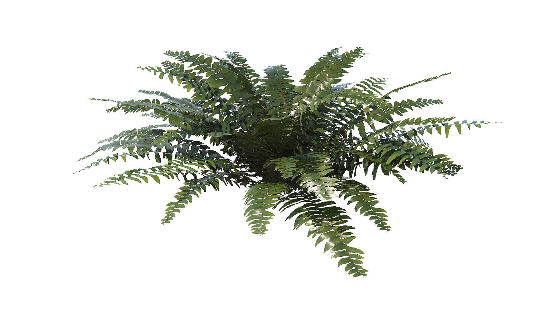 Sword Fern 02 3D model https://p.turbosquid.com/ts-thumb/lI/yo7nZY/df/a_0009/jpg/1748857805/1920x1080/fit_q87/f7fb89764becf6ad102a9886512a51b4aaf6467d/a_0009.jpg