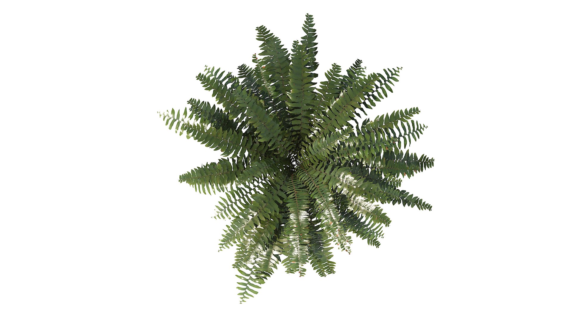 Sword Fern 02 3D model https://p.turbosquid.com/ts-thumb/lI/yo7nZY/gk/a2_010000/jpg/1748857806/1920x1080/fit_q87/c95bc15f291027593c08e362c4e820fbaf5837c6/a2_010000.jpg