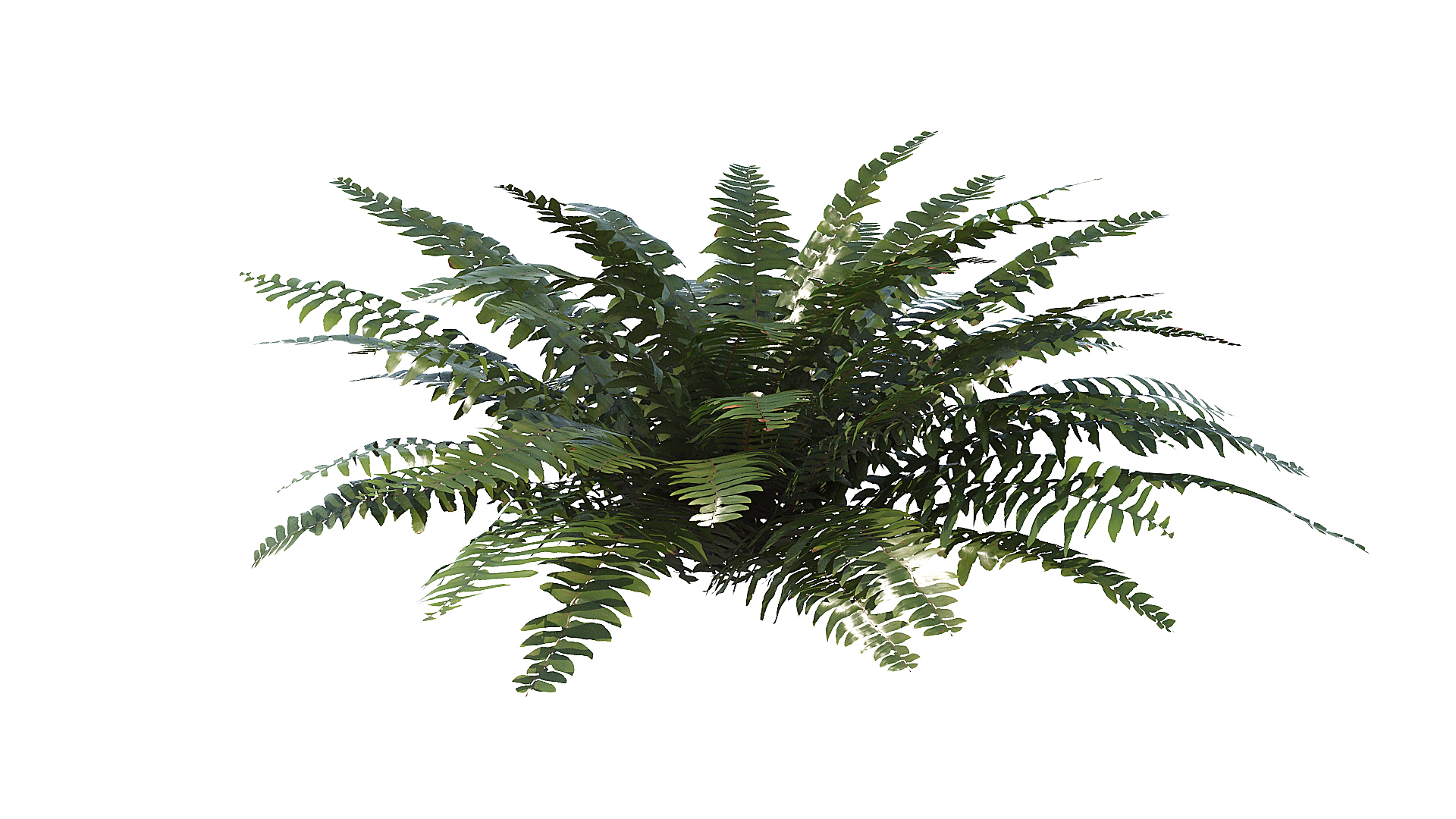 Sword Fern 02 3D model https://p.turbosquid.com/ts-thumb/lI/yo7nZY/if/t/jpg/1748857795/1920x1080/turn_fit_q99/84391e7f05f8193d1d856253a5b69a337fc57df7/t-1.jpg