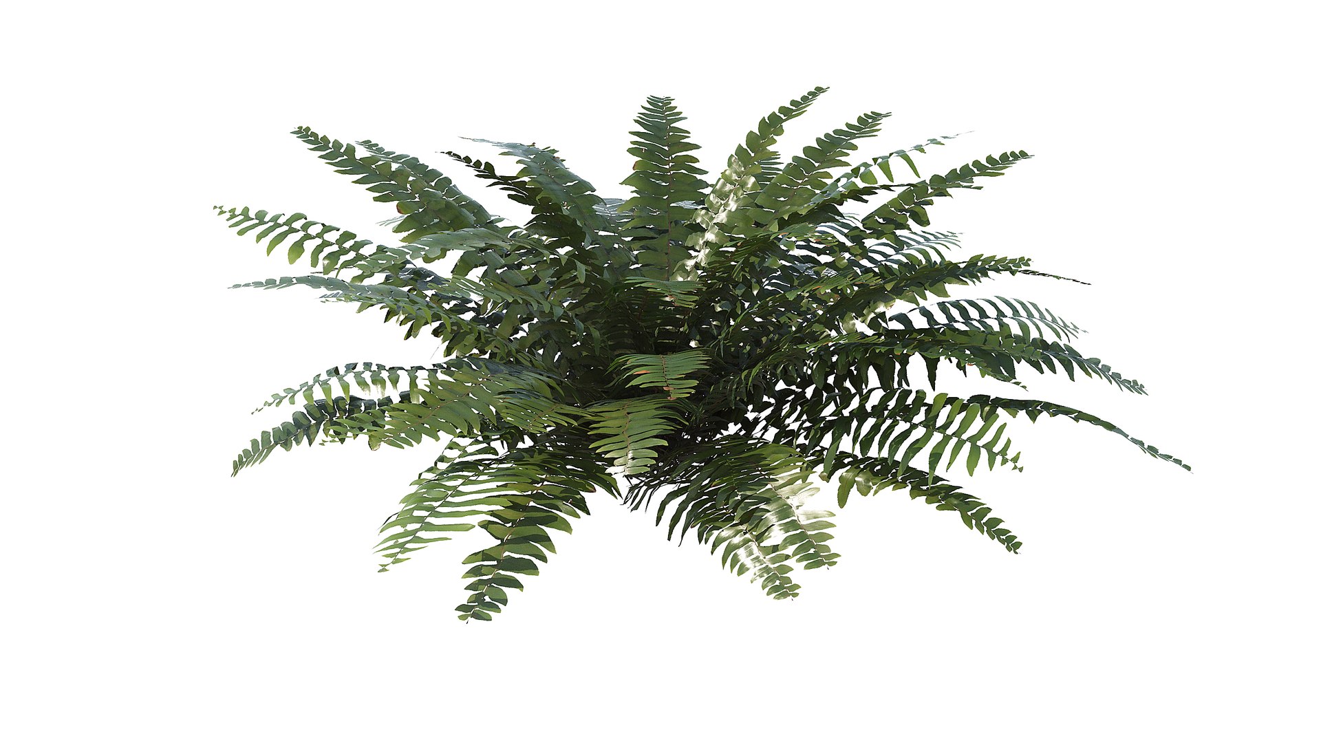 3D Sword Fern Bundle model https://p.turbosquid.com/ts-thumb/lI/yo7nZY/s2/a_0000/jpg/1748858151/1920x1080/fit_q87/06937ebccbdca24b34f3f6c2a9add30f0b89f774/a_0000.jpg
