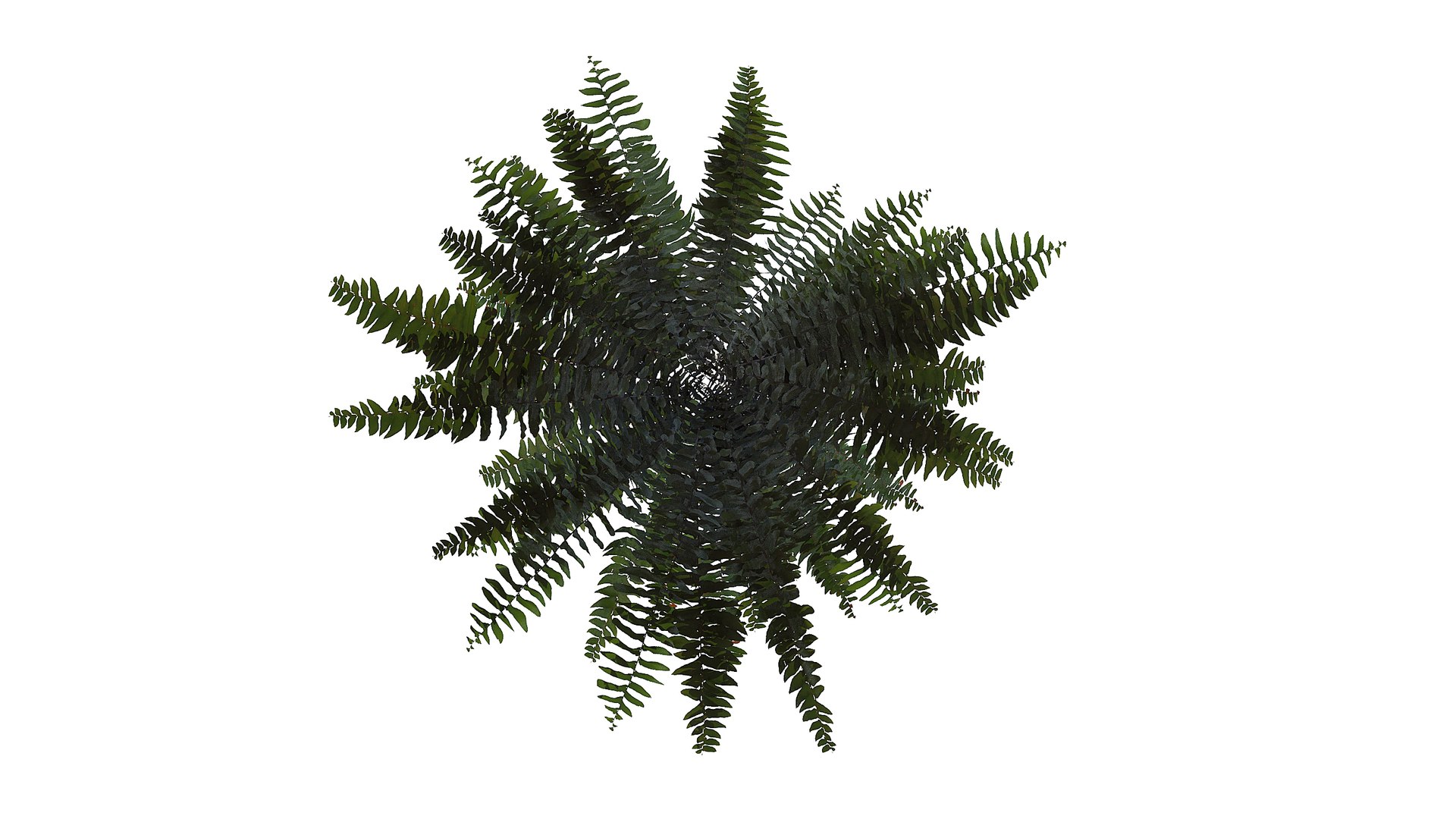 Sword Fern 02 3D model https://p.turbosquid.com/ts-thumb/lI/yo7nZY/tI/a2_020000/jpg/1748857806/1920x1080/fit_q87/bd795759714c717f18f96b0cd88da5df69f48412/a2_020000.jpg