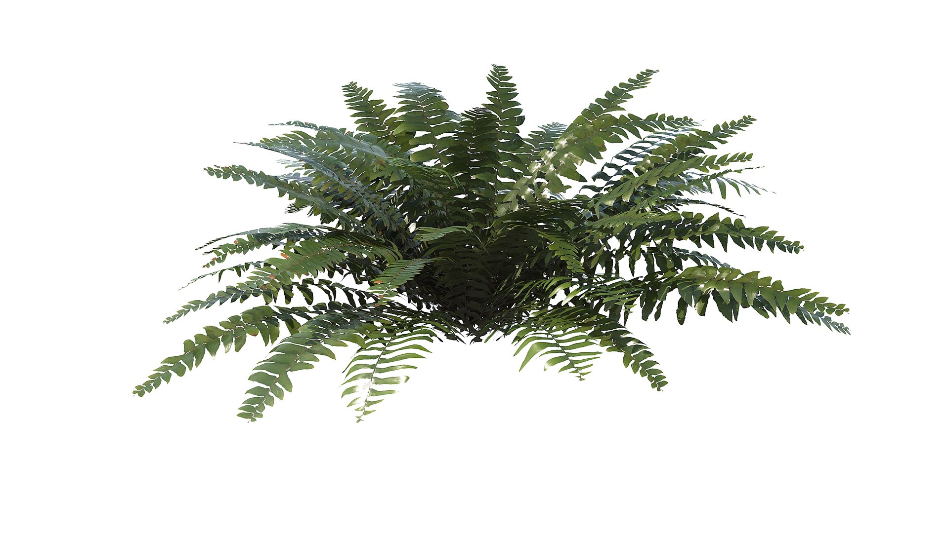 Sword Fern 02 3D model https://p.turbosquid.com/ts-thumb/lI/yo7nZY/v2/a_0012/jpg/1748857805/1920x1080/fit_q87/d02aed9e6c4f0c0a8fde3dd7cc57e06f8f7218d3/a_0012.jpg