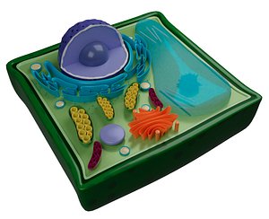 3D plant cell