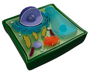 PLANT CELL