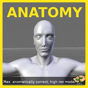 Max- Male Anatomy