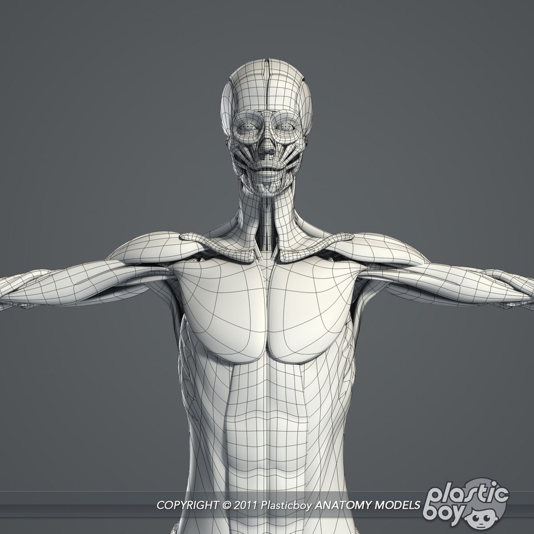 male female anatomy body 3d max https://p.turbosquid.com/ts-thumb/lJ/B94Vza/3CXPzb7K/female_skeletal_muscles_02_wf/jpg/1304612102/1920x1080/fit_q87/03e5b6969b2b6f8fd7f90ab55c4ea91474b23695/female_skeletal_muscles_02_wf.jpg
