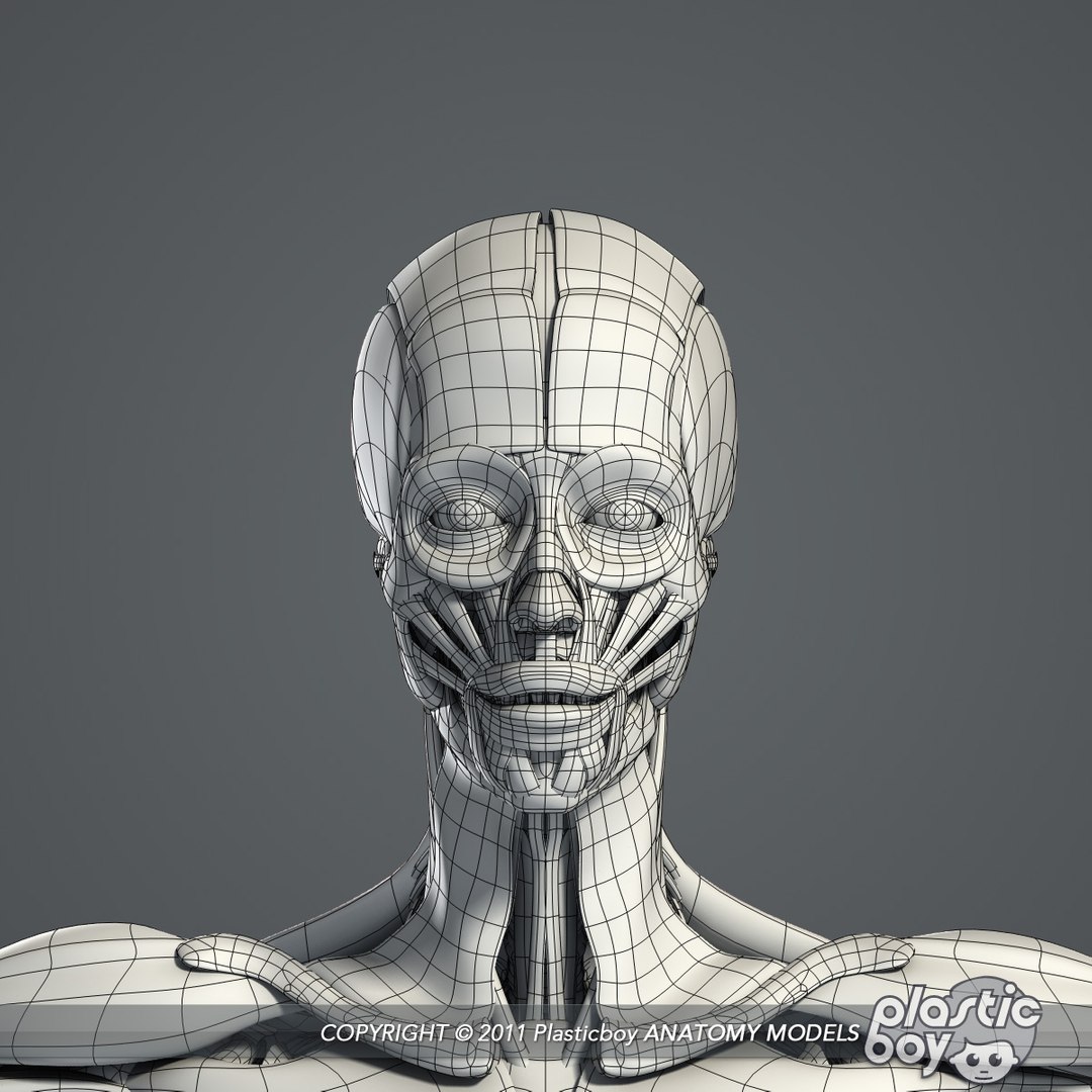 male female anatomy body 3d max https://p.turbosquid.com/ts-thumb/lJ/B94Vza/3lLHBQU3/female_skeletal_muscles_04_wf/jpg/1304612102/1920x1080/fit_q87/65f26950fe43f5079ffea83e2e23709ceb0757bc/female_skeletal_muscles_04_wf.jpg