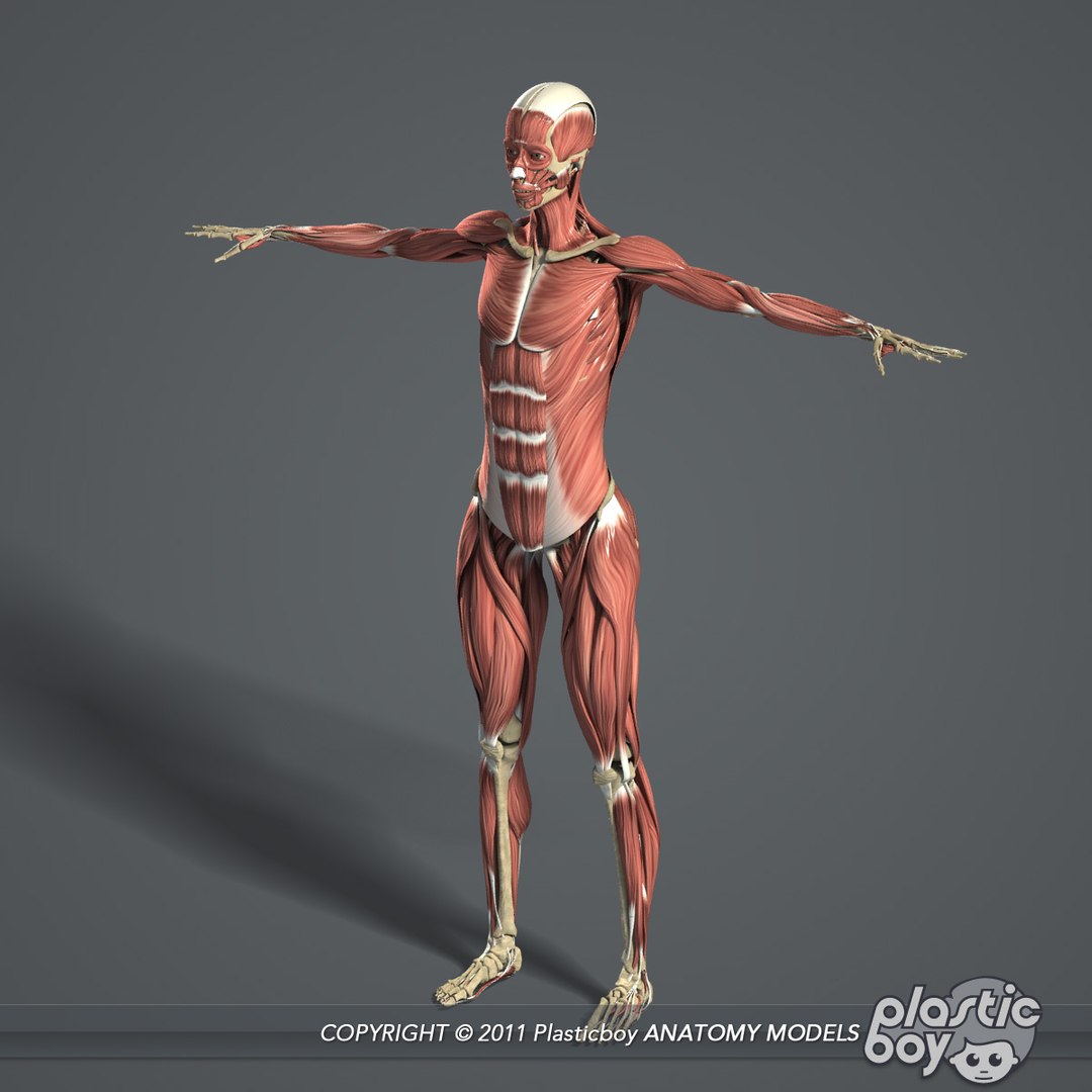 male female anatomy body 3d max https://p.turbosquid.com/ts-thumb/lJ/B94Vza/4aCI9118/female_skeletal_muscles_05/jpg/1304612102/1920x1080/fit_q87/61de8759d658c5e886e11567a5a66e768374f9c6/female_skeletal_muscles_05.jpg