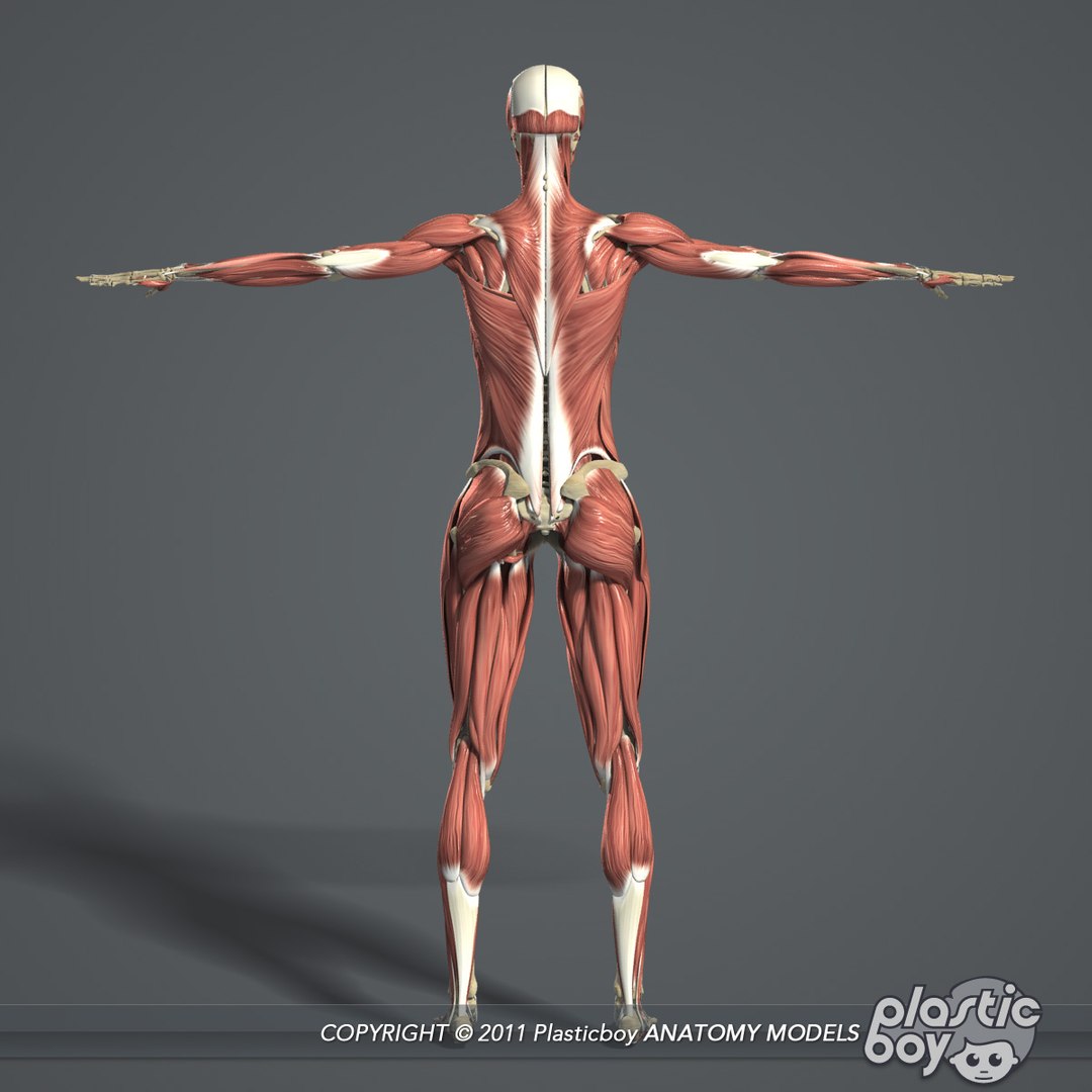 male female anatomy body 3d max https://p.turbosquid.com/ts-thumb/lJ/B94Vza/5Gh8g3bE/female_skeletal_muscles_03/jpg/1304612102/1920x1080/fit_q87/fdd3b0325db99925d762257996cf8f98e24b692b/female_skeletal_muscles_03.jpg