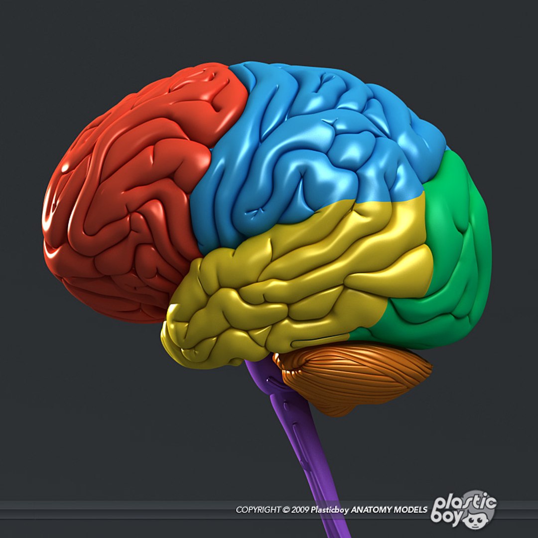 male female anatomy body 3d max https://p.turbosquid.com/ts-thumb/lJ/B94Vza/DMeFOzwZ/brain_beauty_01/jpg/1304612301/1920x1080/fit_q87/0c6e223d8bf3d95303b185f547afa2d1e8124977/brain_beauty_01.jpg