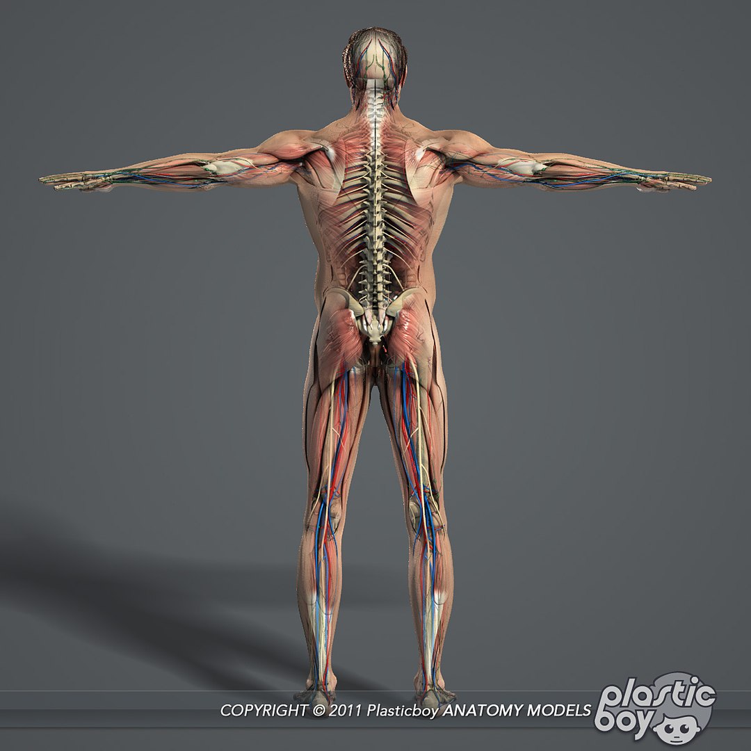 male female anatomy body 3d max https://p.turbosquid.com/ts-thumb/lJ/B94Vza/Edb98wHJ/anatomy_complete_03/jpg/1304611910/1920x1080/fit_q87/88ca9fc0fec59ac894f90f14d2f096aa9422b99e/anatomy_complete_03.jpg