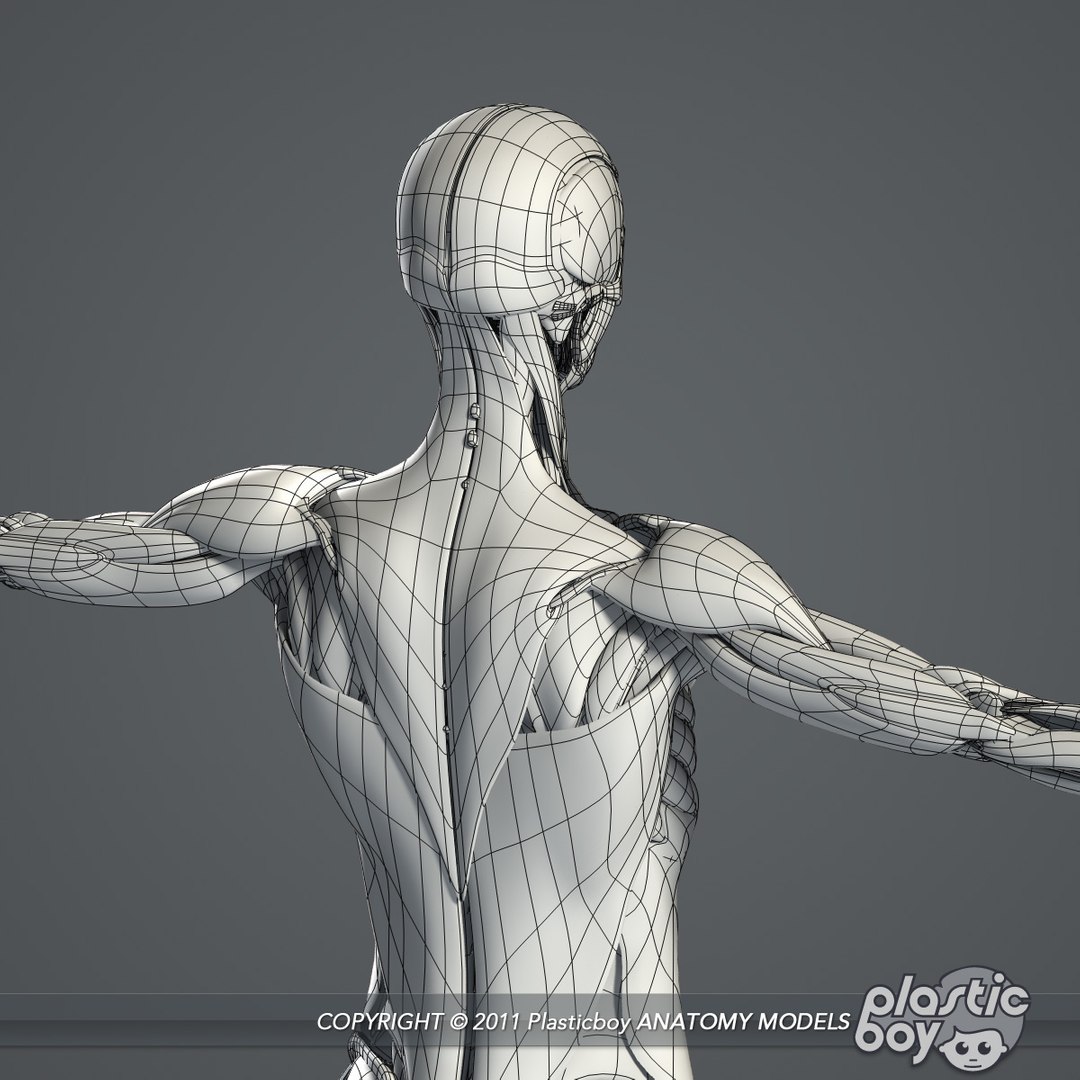 male female anatomy body 3d max https://p.turbosquid.com/ts-thumb/lJ/B94Vza/IZmFvsna/female_skeletal_muscles_07_wf/jpg/1304612102/1920x1080/fit_q87/507df7832c12b48e47609c8e00c7ed877917dcd5/female_skeletal_muscles_07_wf.jpg